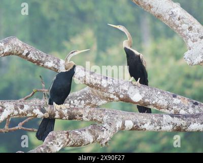 Oriental Darter thront Anhinga melanogaster Sabah, Malaysia, Borneo, Südostasien BI040401 Stockfoto