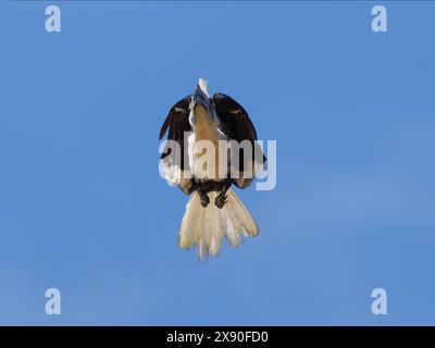 Weißkronen-Nashornvogel im Flug Berenicornis comatus Sabah, Malaysia, Borneo, Südostasien BI040571 Stockfoto