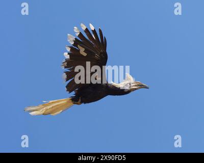 Weißkronen-Nashornvogel im Flug Berenicornis comatus Sabah, Malaysia, Borneo, Südostasien BI040586 Stockfoto