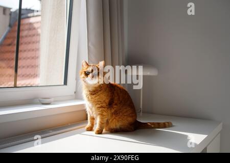 Niedliche Ingwerkatze, die neben dem Fenster sitzt und in die Kamera blickt Stockfoto