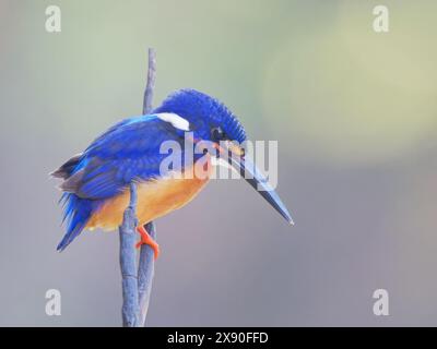 Blauohriger Eisvogel Alcedo, der Sabah, Malaysia, Borneo, Südostasien BI040605 mentiert Stockfoto