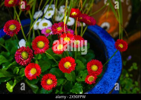 Wunderschöne kleine bellis Blumen (Bellis perennis) in städtischen Gartentöpfen Stockfoto