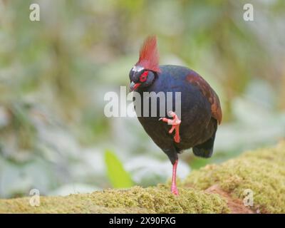 Rollulus rouloul Sabah, Malaysia, Borneo, Südostasien BI040718 Stockfoto