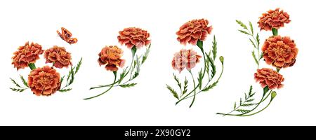 Blumenstrauß-Bündel mit Ringelblumen. Tagetes florale botanische Kompositionen. Aquarellabbildung isoliert auf weißem Hintergrund. Für Kartendesigns Stockfoto