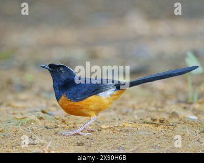 Weiß gekrönte Shama Copsychus stricklandii Sabah, Malaysia, Borneo, Südostasien BI041058 Stockfoto