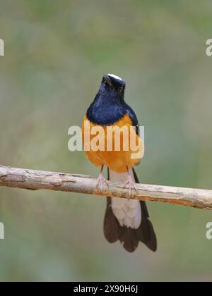 Weiß gekrönte Shama Copsychus stricklandii Sabah, Malaysia, Borneo, Südostasien BI041064 Stockfoto