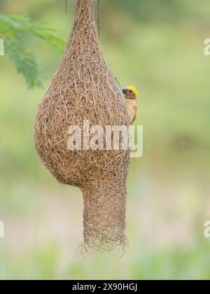 Baya Weaver and Nest Ploceus philippinus Sabah, Malaysia, Borneo, Südostasien BI041182 Stockfoto