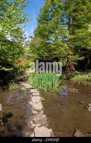 Ein Frühlingstag im Japanischen Garten in der Newstead Abbey, Nottinghamshire England, Großbritannien Stockfoto