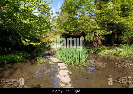 Ein Frühlingstag im Japanischen Garten in der Newstead Abbey, Nottinghamshire England, Großbritannien Stockfoto