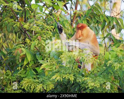 Proboscis Monkey Nasalis larvatus Sabah, Malaysia, Borneo, Südostasien MA004688 Stockfoto