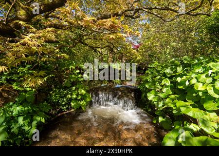 Ein Frühlingstag im Japanischen Garten in der Newstead Abbey, Nottinghamshire England, Großbritannien Stockfoto