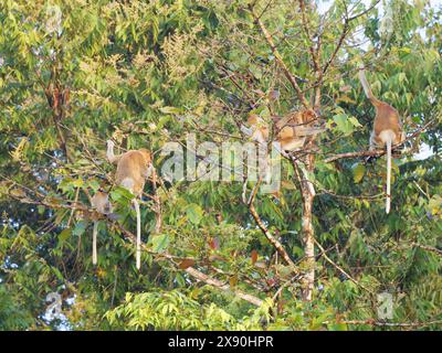 Proboscis Monkey Nasalis larvatus Sabah, Malaysia, Borneo, Südostasien MA004691 Stockfoto