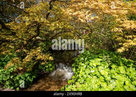 Ein Frühlingstag im Japanischen Garten in der Newstead Abbey, Nottinghamshire England, Großbritannien Stockfoto