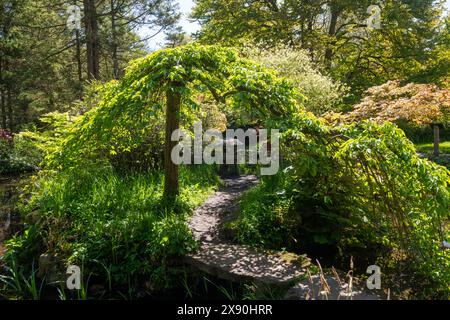 Ein Frühlingstag im Japanischen Garten in der Newstead Abbey, Nottinghamshire England, Großbritannien Stockfoto