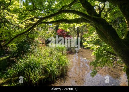 Ein Frühlingstag im Japanischen Garten in der Newstead Abbey, Nottinghamshire England, Großbritannien Stockfoto