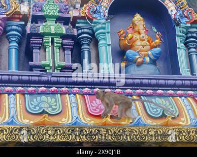 Langschwanzmakake in Batu Caves Hindu Temple Macaca fascicularis Malaysia, SE Asia MA004747 Stockfoto