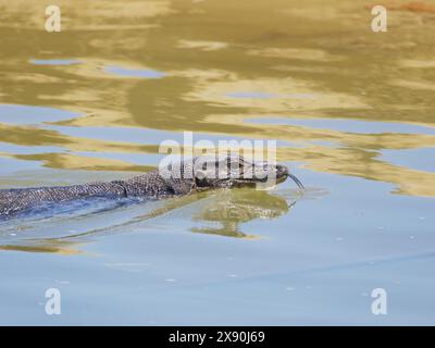 Asiatischer Wassermonitor Lizard Varanus salvator Sabah, Malaysia, Borneo, Südostasien RE000494 Stockfoto