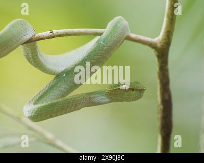 Bornean Keeled Pit Viper Tropidolaemus subannulatus Sabah, Malaysia, Borneo, SE Asia RE000498 Stockfoto