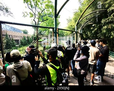 Peking, China. Mai 2024. Touristen stehen am 28. Mai 2024 im Giant Panda House des Pekinger Zoos in Peking, China, zu sehen, wie ein riesiger Panda Bambus isst. (Foto: Costfoto/NurPhoto) Credit: NurPhoto SRL/Alamy Live News Stockfoto