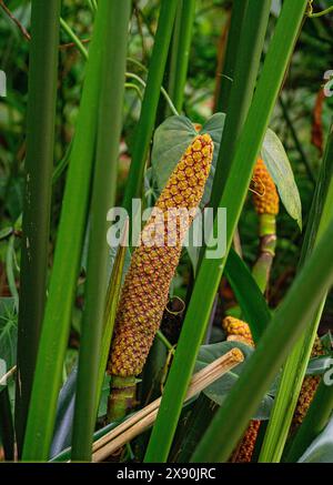 Palmfrüchte von Carludovica palmata oder Toquilla (Cyclanthaceae) Stockfoto