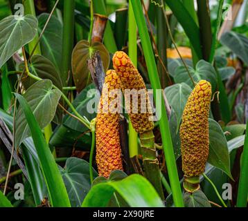 Palmfrüchte von Carludovica palmata oder Toquilla (Cyclanthaceae) Stockfoto