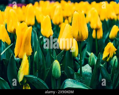 Aprilduschen fördern die Ankunft von blühenden Tulpen im Frühling. Stockfoto