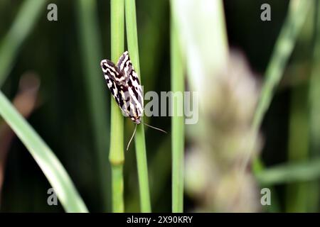 Acontia, Emmelia, Trabealis Schmetterling sitzt auf einem grünen Blatt. Stockfoto