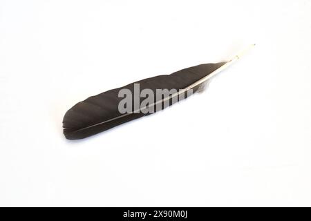 Schwarze Feder isoliert auf weißem Hintergrund. Hochwertige Fotos Stockfoto