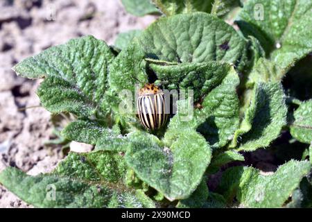 Der gestreifte Kartoffelkäfer aus Colorado sitzt auf grünen Kartoffelblättern. Stockfoto