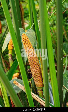 Palmfrüchte von Carludovica palmata oder Toquilla (Cyclanthaceae) Stockfoto