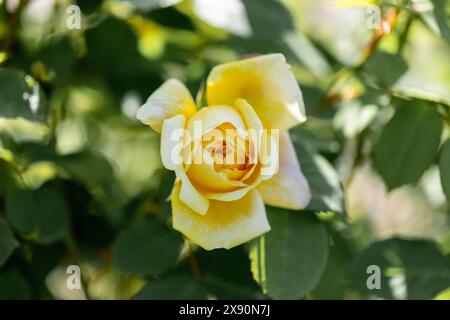 Eine gelbe Rose, die Georgia-Sorte von David Austin neckt Stockfoto