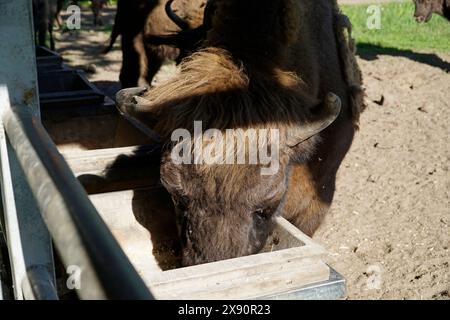 Europäische Bisons essen auf der Farm Stockfoto