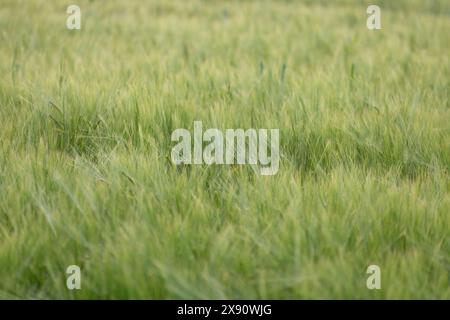 Die Pflanzen sind lichtdurchlässig grün. Stockfoto