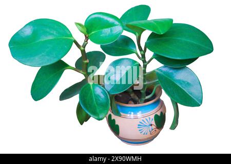 Nahaufnahme von Peperomie-Blättern, die in einem Topfisolat auf weißem Hintergrund wachsen. Peperomia obtusifolia. Stockfoto