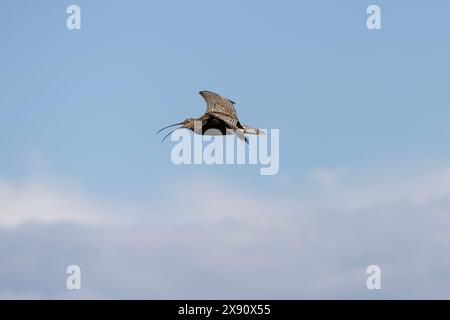 Ein Erwachsener Curlew Numenius arquata im Flug während des Anrufs Stockfoto