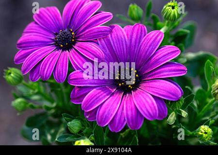Nahaufnahme einer violetten Osteospermum-Blüte, die in einem Pflanztopf wächst. Afrikanische Daisy. Stockfoto