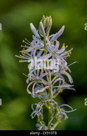 Camassia scilloides ist ein ausdauerndes Kraut, das auch als Atlantische camas, wilde Hyazinthe und östliche camas bekannt ist. Stockfoto