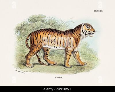 Tiger. Vintage-Illustration einer wilden Katze aus einem naturgeschichtlichen Buch aus dem 19. Jahrhundert, das Katzenarten beschreibt. Stockfoto