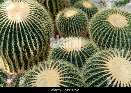 Dornkaktus-Textur Hintergrund, Nahaufnahme. Goldfass-Kaktus, Goldkugel oder Schwiegermutter-Kissen Echinocactus grusonii ist eine Art Fass Stockfoto