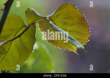 Tadworth, Surrey, Großbritannien. Mai 2024 Natur/Wetter - Regentropfen fallen im späten Frühjahr auf Rosenbusblatt. Stockfoto
