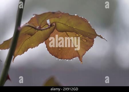 Tadworth, Surrey, Großbritannien. Mai 2024 Natur/Wetter - Regentropfen fallen im späten Frühjahr auf Rosenbusblätter. Stockfoto