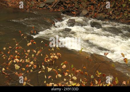 Der Blackwater Creek in Lynchburg, Virginia, USA Stockfoto