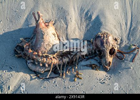 Das Skelett eines toten Schafes, das am Strand liegt. Stockfoto