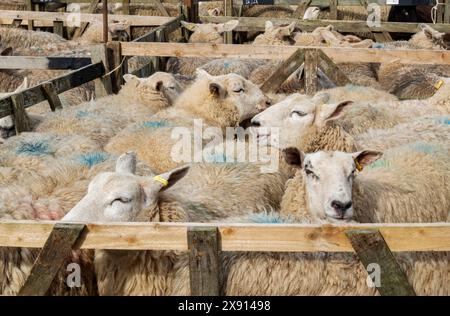 Nahaufnahme von Schafen in Ständen auf dem wöchentlichen Farmers Viehmarkt Malton North Yorkshire England Vereinigtes Königreich GB Großbritannien Großbritannien Großbritannien Großbritannien Stockfoto