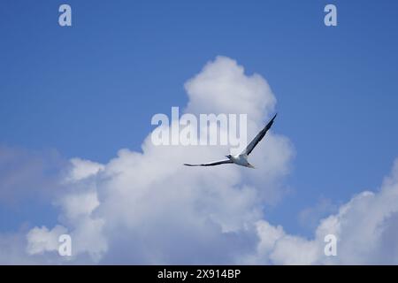 Haikou. Mai 2024. Dieses Foto, das am 13. Mai 2024 aufgenommen wurde, zeigt einen Seevögel, der über dem Südchinesischen Meer fliegt. Quelle: Yuan Shuai/Xinhua/Alamy Live News Stockfoto