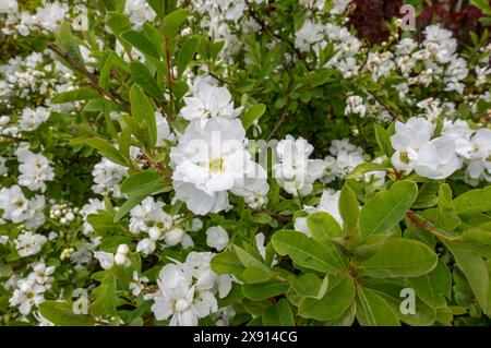 Nahaufnahme der weißen Exochorda macrantha Strauchblüten, die im Frühjahr blühen England Großbritannien Großbritannien Großbritannien Großbritannien Großbritannien Großbritannien Großbritannien Großbritannien Großbritannien Großbritannien Großbritannien Großbritannien Großbritannien Großbritannien Großbritannien Großbritannien Großbritannien Großbritannien Großbritannien Großbritannien Großbritannien Stockfoto