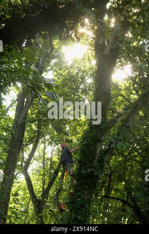 Logger in den USA klettert auf einen hohen Baum Stockfoto
