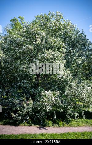 Weiß blühender Apfelbaum, weicher Fokus. Frühling, Jahreszeit in der Natur. Stockfoto