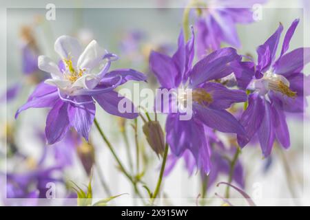 Zarte violette Aquilegien-Blüten in Unschärfe und Dunst. Postkarte Stockfoto