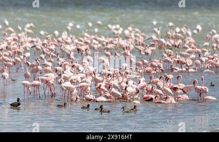 Im Herzen des Ngorongoro-Kraters erstrahlt ein atemberaubendes Schauspiel, während sich eine riesige Schar von Flamingos im ruhigen Wasser versammelt. Stockfoto